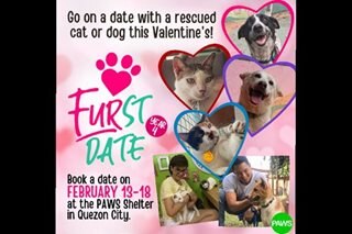 Rescued 'aspins, puspins' naghihintay maging Valentine's date niyo