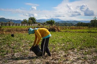 DA eyes biofertilizer use after tests yield positive results