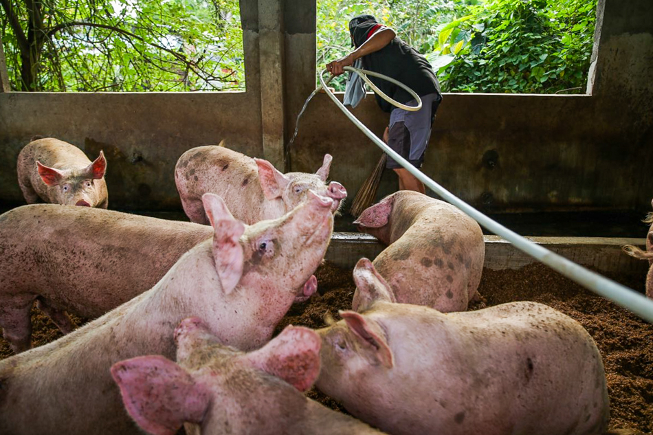 A backyard hog raiser prepares to shower his pigs and clean their pen on September 16, 2019 in Malolos, Bulacan. Jonathan Cellona, ABS-CBN News/File.
