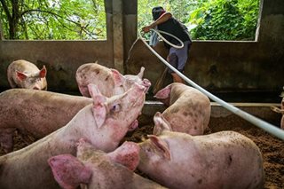 DA confirms cases of African swine fever in parts of Cebu