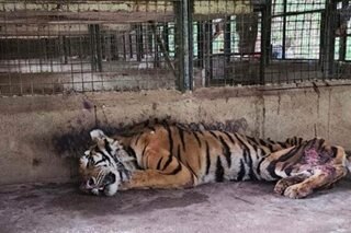 Negros zoo struggles to keep animals alive