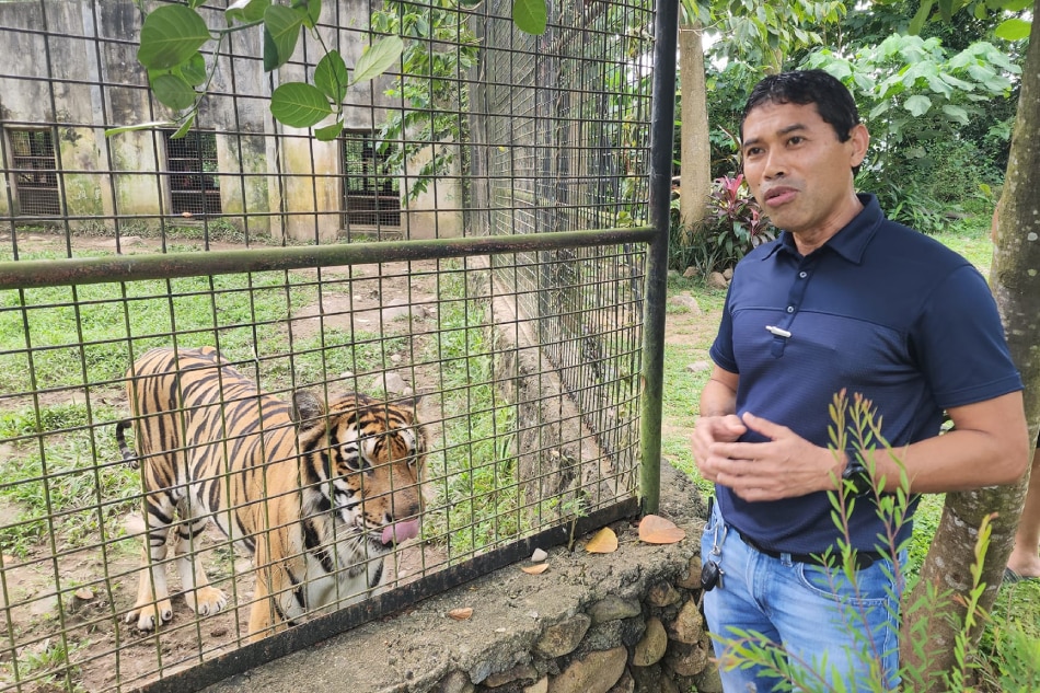 Dumaguete-based veterinarian Lyndon Baro checks on the situation of one of the tigers housed in DNAP. Courtesy: Corinne Alexa Saligue