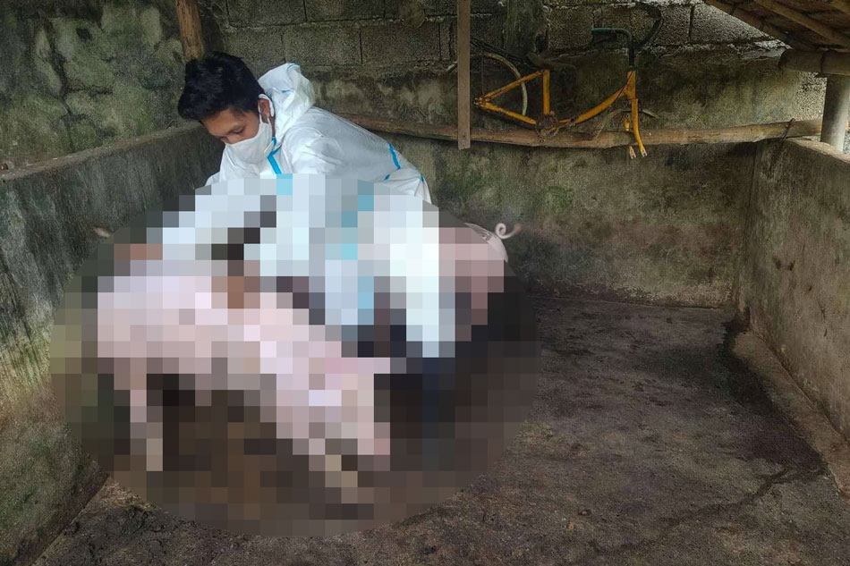  May bagong kaso ng African Swine Fever (ASF) sa Santa Elena, Camarines Norte. Retrato mula sa Camarines Norte-PIO.