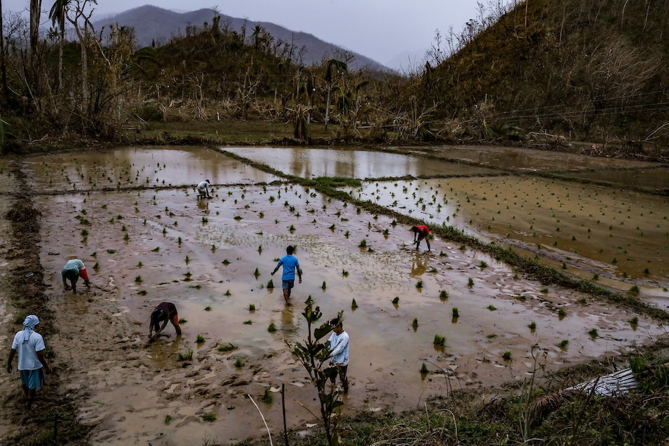 Farmers start to plant rice at a field in Barangay Simamla, Virac Catanduanes on November 7, 2020. Scattered rainshowers and slightly strong winds were felt in the province of Catanduanes as the low pressure area west of Sorsogon developed into a tropical depression and was named Tonyo by state weather bureau PAGASA, 8pm. George Calvelo, ABS-CBN News