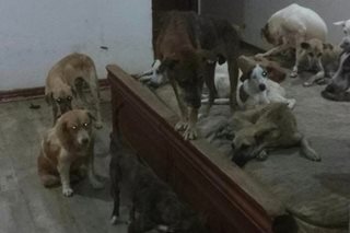 127 dogs abandoned in Cebu mountain barangay