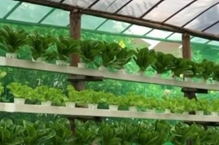 Vertical farming, hydrophonics nauusong uri ng pagtatanim