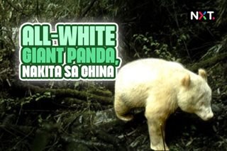 All-white giant panda, nakita sa China