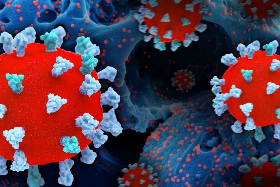 Creative rendition of SARS-CoV-2, displaying 3D prints of virus particles (colorized red and teal/blue; the red virus surface is covered with teal/blue spike proteins that enable the virus to enter and infect human cells), and a background image that is a colorized scanning electron micrograph of a cell (blue) infected with the Omicron strain of the virus (red). Credit: NIAID