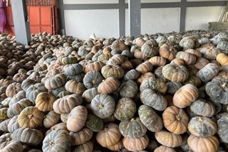 Nueva Ecija farmers seek help in selling squash in warehouses