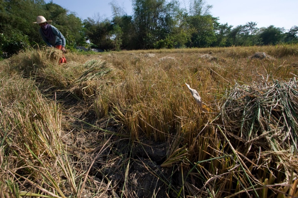 A farmer tries to save whatever's left of their expected harvest at a farmland in Isabela on March 25, 2010.  The lack of rain for almost 4 months, worsened by rising temperature brought by the 2010 El Nino phenomenon,  caused serious impacts to Northern Luzon's agricultural production. Gigie Cruz, ABS-CBN News