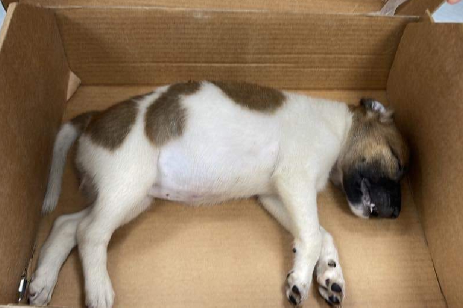 The puppy at the veterinary