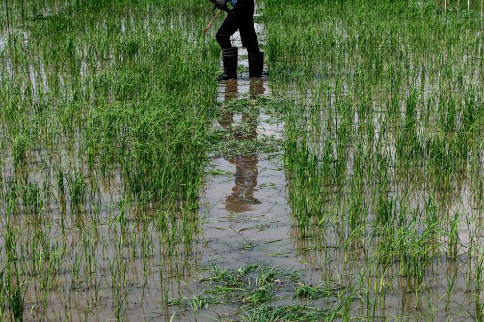 A farm worker walks at a paddy field to recover and plant rice seedlings at the International Rice Research Institute (IRRI) in Los Banos, Laguna on July 19, 2023. Rolex Dela Pena, EPA-EFE