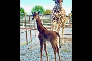 LOOK: Rare spotless giraffe born in US zoo
