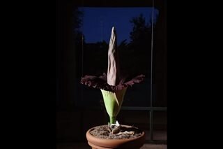 Rare corpse flower stinks out California