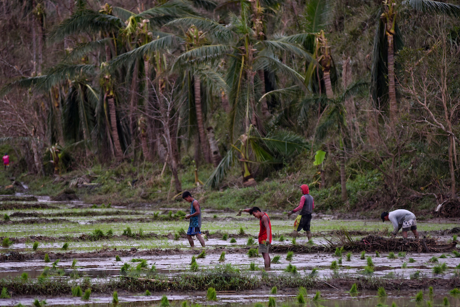 Farmers start to plant rice at a field in Barangay Simamla, Virac Catanduanes on November 7, 2020. George Calvelo, ABS-CBN News/File
