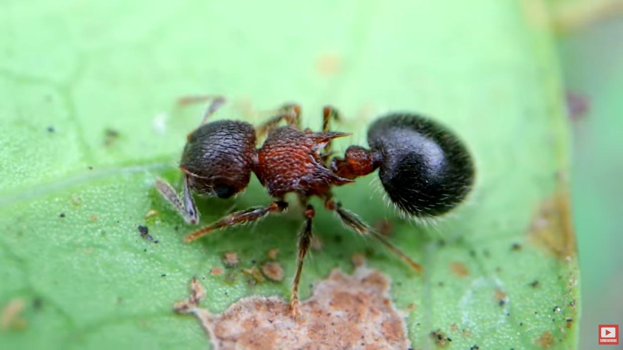 A closer look at the Meranoplus bicolor ant species Filipino-Canadian Mikey Bustos found in his backyard. Screenshot from AntsCanada YT