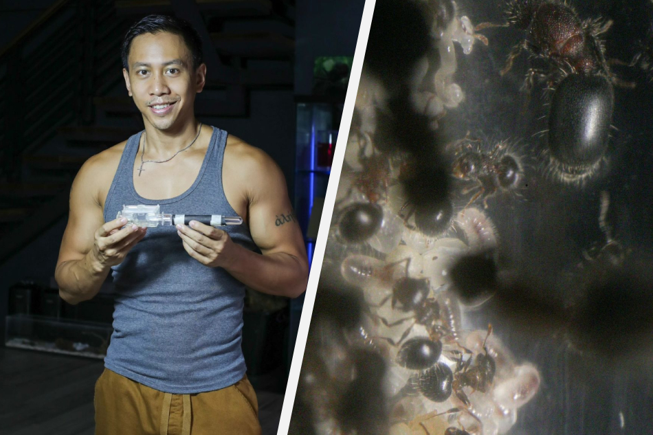 Filipino-Canadian Mikey Bustos discovers Meranoplus bicolor, an ant species that has never been recorded in the Philippines. Mikey Bustos/Instagram