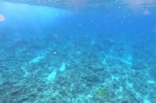 AFP suspects China of harvesting corals in Rozul Reef