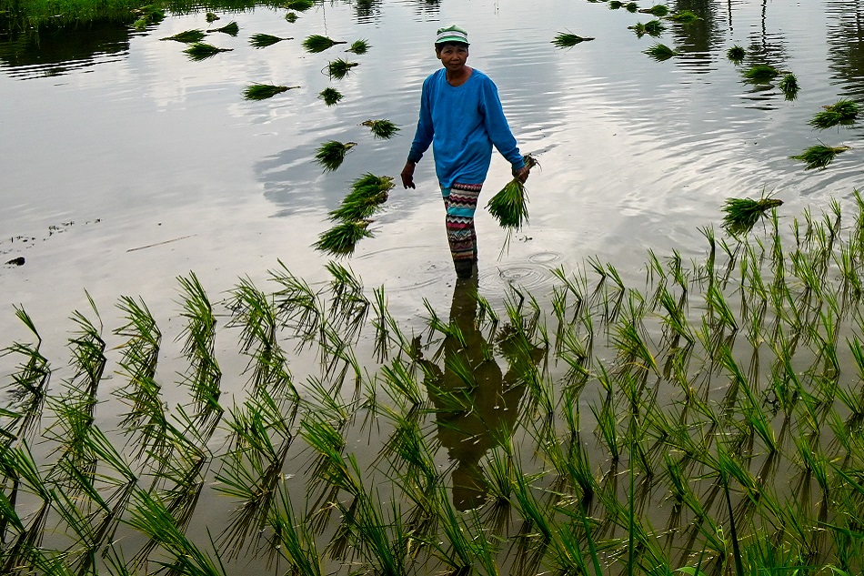 Farmers in Barangay Sumapang Matanda, Malolos, Bulacan plant seedlings in their farm lots at the start of the second planting season Thursday, September 14, 2023. Maria Tan, ABS-CBN News