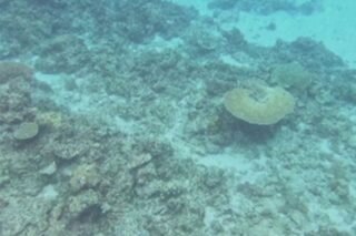 Coral restoration could take years, says UP marine expert