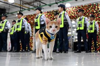 Paw patrol: Philippine security guards adopt stray cats