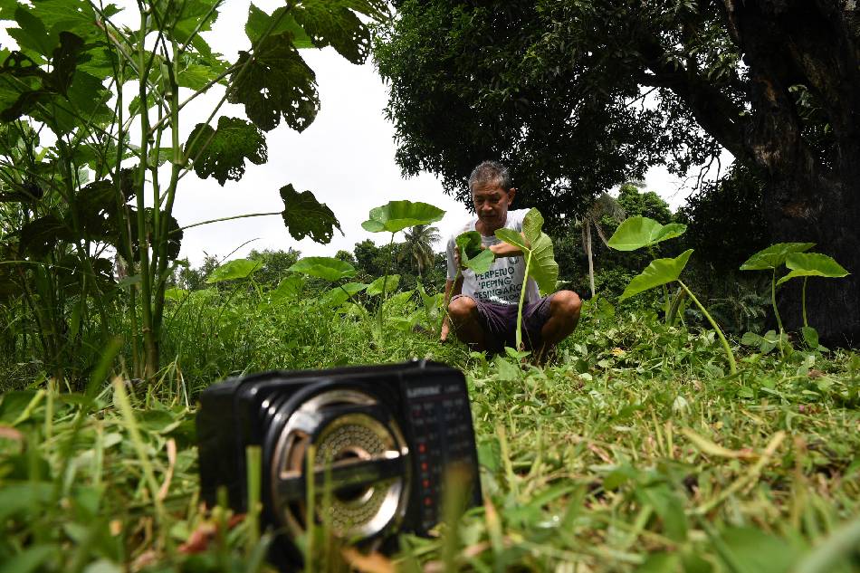 Farmer Henry Amadure cuts grass on his farm while listening to a radio drama at a village in Silang, Cavite province, October 4, 2023. Ted Aljibe, AFP