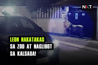 Leon nakatakas sa zoo at naglibot sa kalsada!