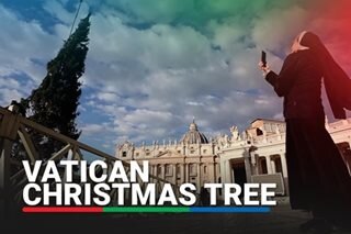 Vatican's giant Christmas tree installed in St. Peter's Square 