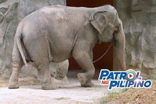 Patrol ng Pilipino: Alaala ni Mali, kadikit na ng Manila Zoo