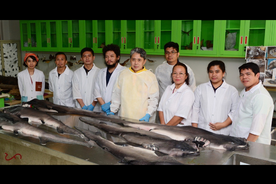 Handout/National Museum of the Philippines Zoology Division.