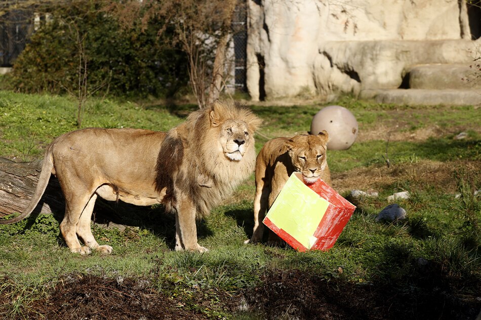 Lions stand next to a Santa Claus' snack gift in Zagreb's Zoo, Croatia, on 26 December 2022. Antonio Bat, EPA-EFE/File