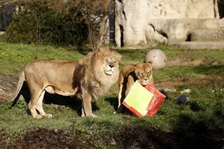 Rapid development is main threat to big carnivores: study