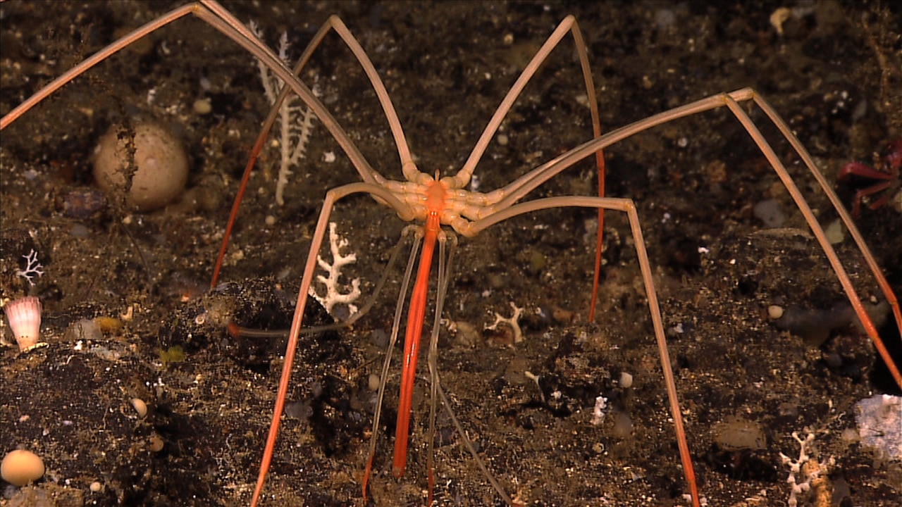 A sea spider photo from the National Oceanic and Atmospheric Administration