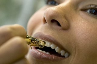 EU approves two insects for human consumption	