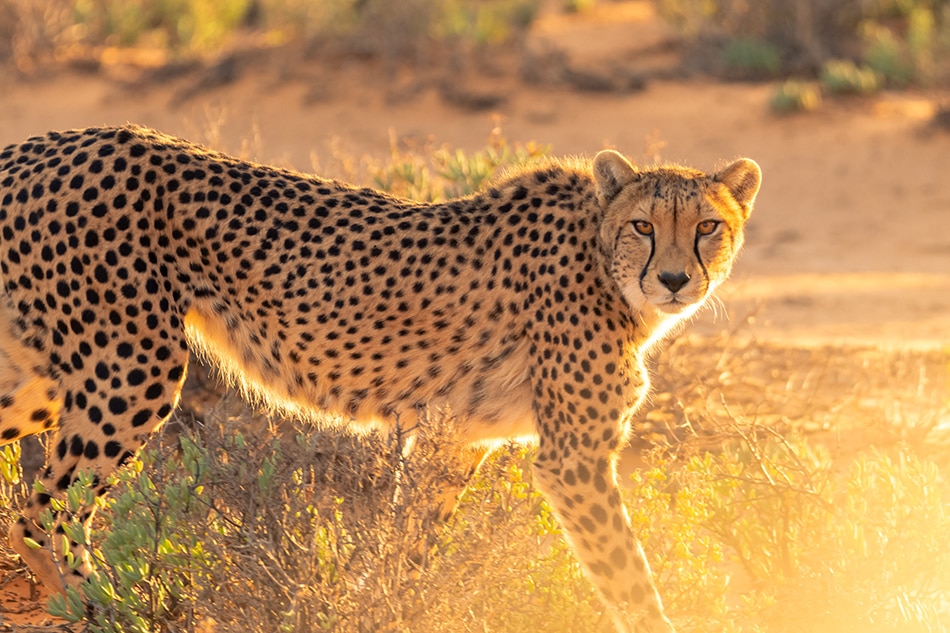 S.Africa to send more than 100 cheetahs to India