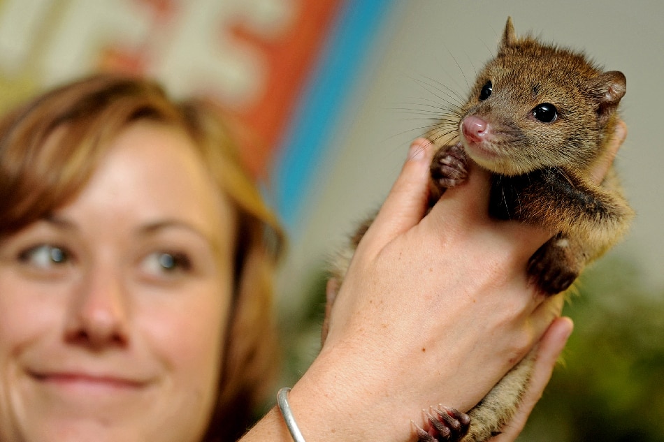 Mammals keeper Kylie Hackshall holds up a baby spotted-tail quoll at WILD LIFE Sydney on Nov. 3, 2011. Greg Wood, AFP/File