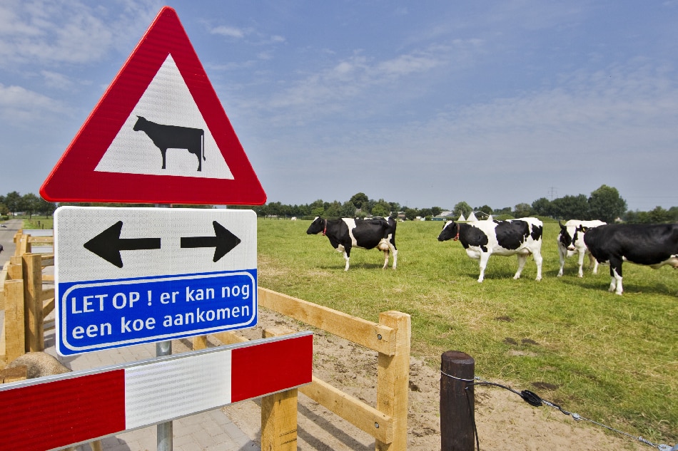 An illustration of a traffic sign informing people that cows get priority over motorized traffic in Voorst, The Netherlands, July 12, 2011. The cow-crossing, the first of a series in the Netherlands, must let cows enable to go from the green field to the milking machine in their stable. Koen Suyk, EPA