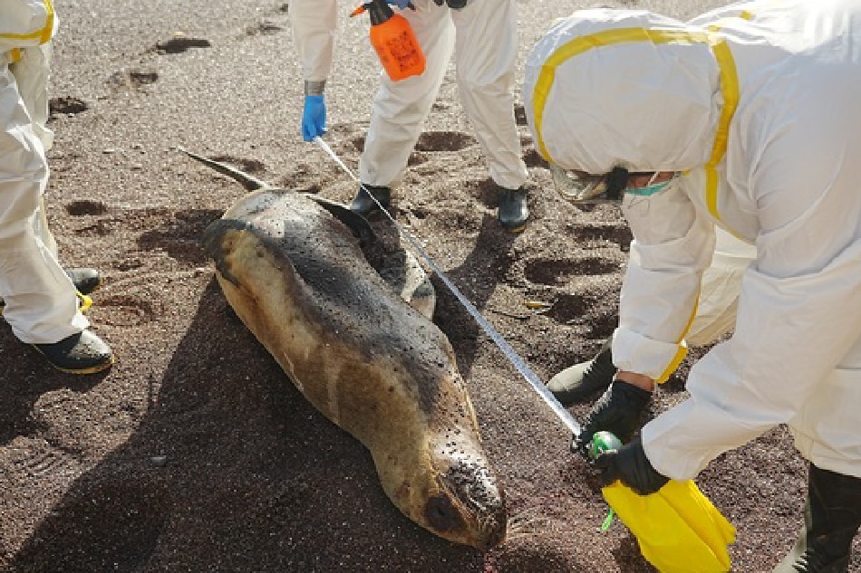 Scientists inspect a dead sea lion at the Paracas National Reserve. Peru said Tuesday that 585 sea lions and 55,000 wild birds have died of the H5N1 bird flu virus in recent weeks. Peruvian National Wildlife Areas Service handout