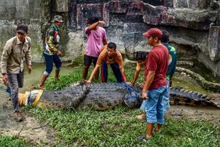 This big croc is no match for 'Lolong'