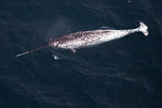 Narwhals' climate-vulnerable winter feeding crucial for survival: study