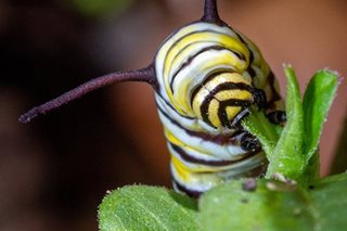 Artificial light makes caterpillars easy prey: study