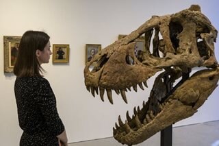 T-Rex skeleton to go under hammer in Switzerland
