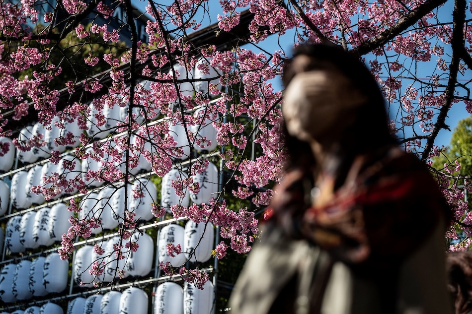 A woman walks under a blossoming tree as people come out to Ueno Park to see the early cherry blossoms in Tokyo on March 14, 2023. Richard A. Brooks, AFP