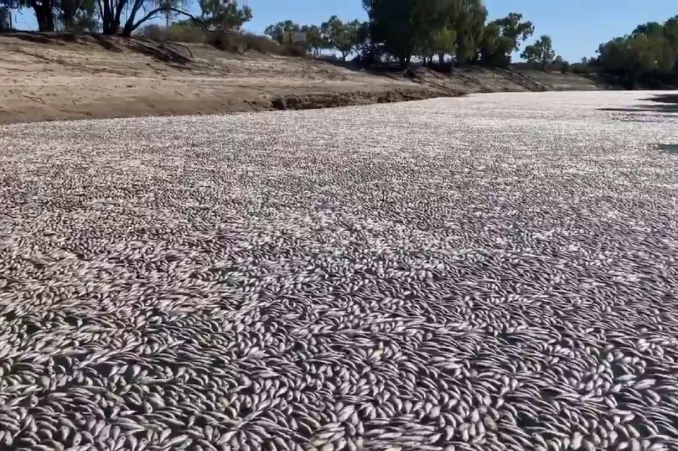 This image grab from a video taken on March 17, 2023 courtesy of Graeme McCrabb shows dead fish clogging a river near the town of Menindee in New South Wales. AFP Photo / Courtesy of Graeme McCrabb