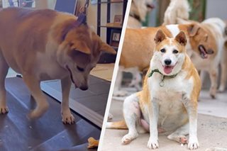 Obese rescued dog starts 'balik alindog' program 