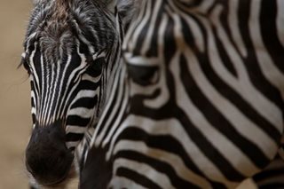 Escape-artist zebra back at zoo after Seoul adventure