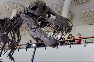 What 67 million years old looks like