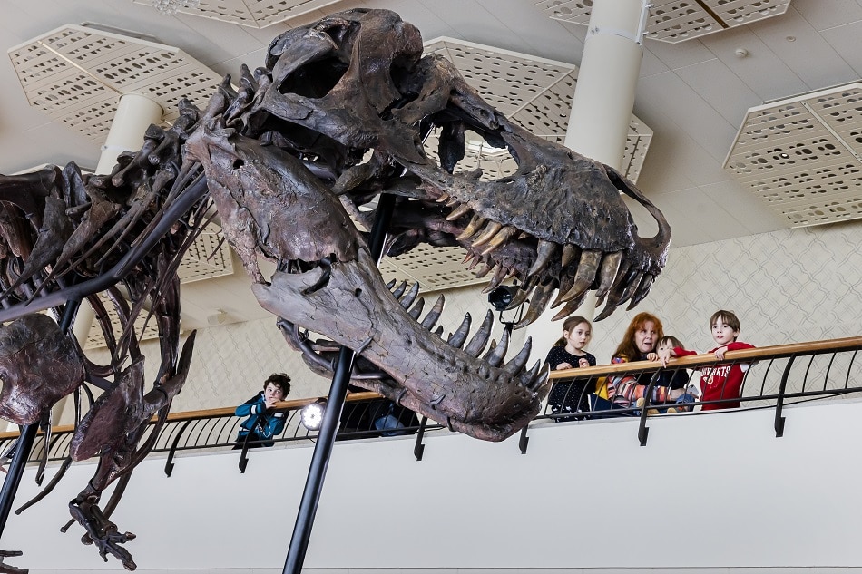 Visitors look at the skeleton of a Tyrannosaurus rex named Trinity, at the Tonhalle Zurich concert hall, in Zurich, Switzerland, 29 March 2023. EPA-EFE/MICHAEL BUHOLZER