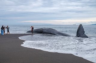 Sperm whale carcass in Bali
