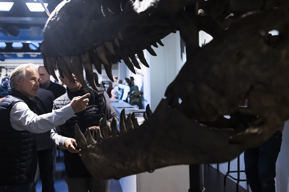 People look at the head of the skeleton of a Tyrannosaurus rex named Trinity, is displayed during an auction of the auction house Koller in Zurich, Switzerland, April 18, 2023. The 11.6 meter long, 3.9 meter high and 67 million year old T-Rex skeleton was assembled from three specimens excavated from 2008 to 2013 in the Hell Creek and Lance Creek formations in the U.S. states of Montana and Wyoming. Michael Buholzer, EPA-EFE 